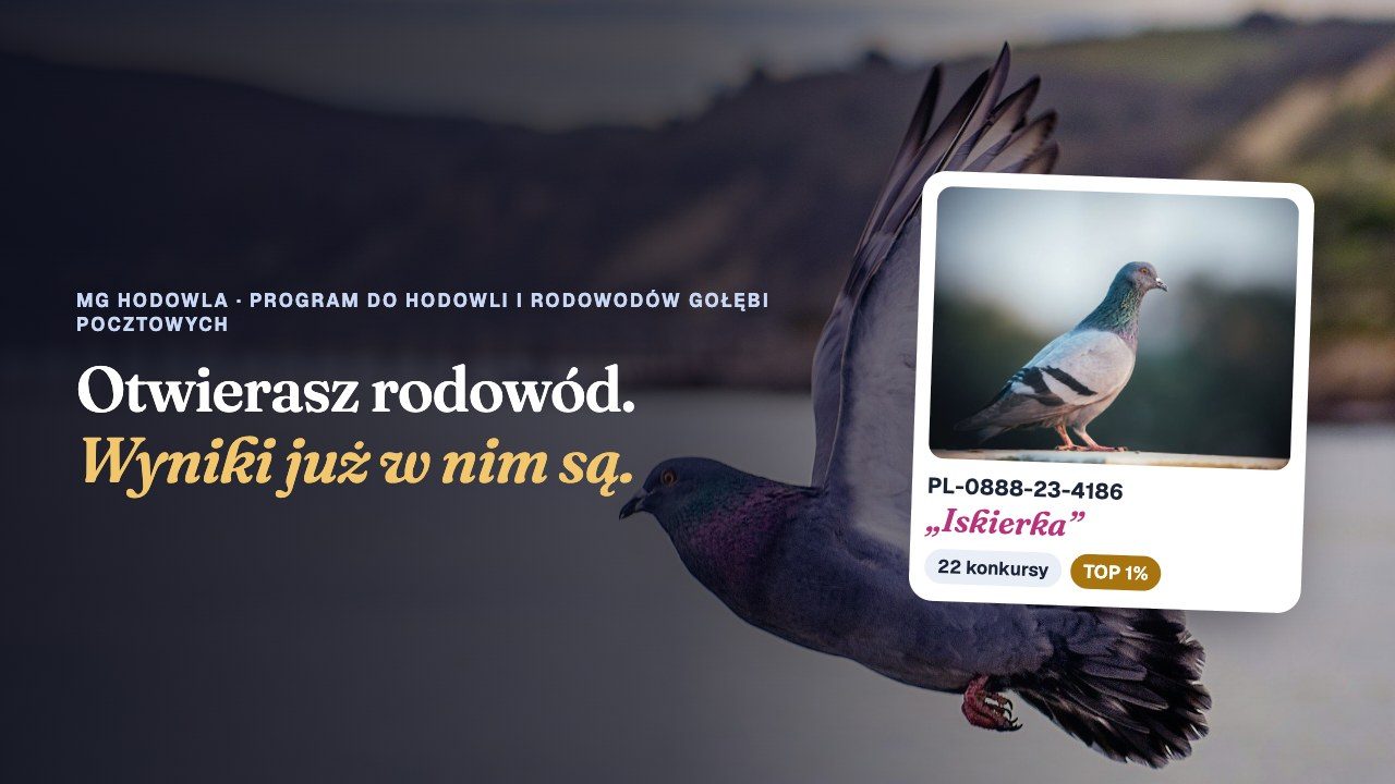 MG Hodowla — rodowód gołębia z wynikami